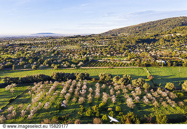 Spain  Balearic Islands  Mancor de la Vall  Aerial view of almond trees in springtime orchard