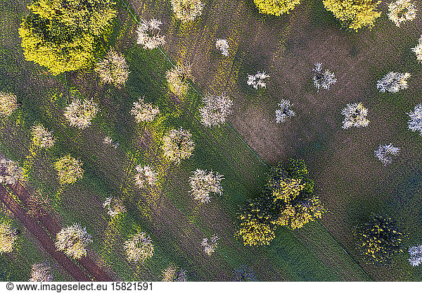 Spain Balearic Islands Mancor de la Vall Aerial view of almond trees in springtime orchard