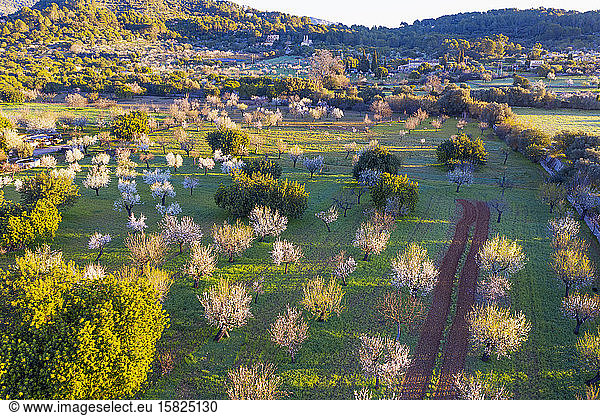 Spain  Balearic Islands  Mancor de la Vall  Aerial view of almond trees in springtime orchard