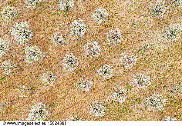 Spain  Balearic Islands  Marratxi  Aerial view of almond trees in springtime orchard