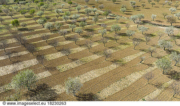 Spain  Balearic Islands  Son Sardina  Aerial panorama of almond trees growing in springtime orchard
