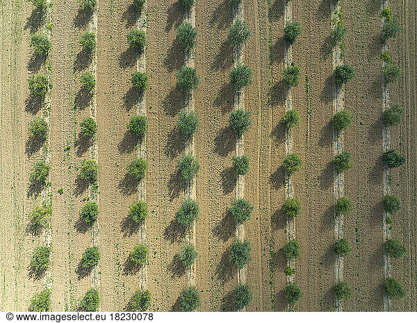 Spain  Balearic Islands  Son Sardina  Aerial view of rows of almond trees growing in springtime orchard