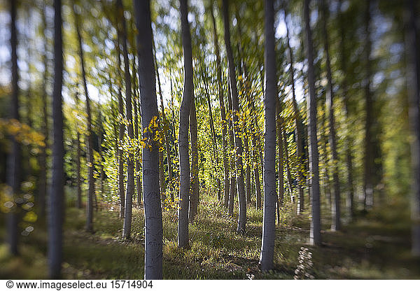 Spain  Birch tree forest