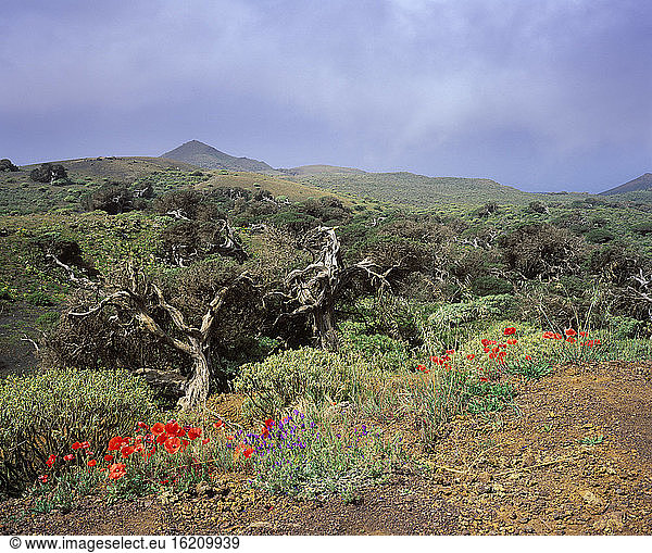 Spain  Canary Islands  El Hierro  View of juniper forest