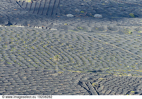 Spain  Canary Islands  La Geria  View of volcanic vineyard on Lanzarote island