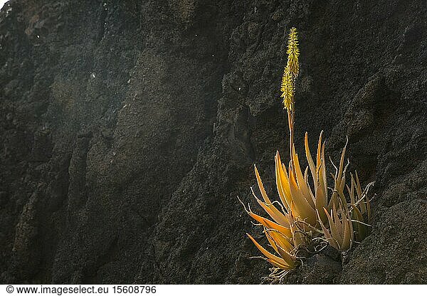Spain  Canary Islands  Lanzarote Island  Guatiza  the Cactus garden draw by Cesar Manrique