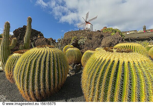 Spain  Canary Islands  Lanzarote Island  Guatiza  the Cactus garden draw by Cesar Manrique