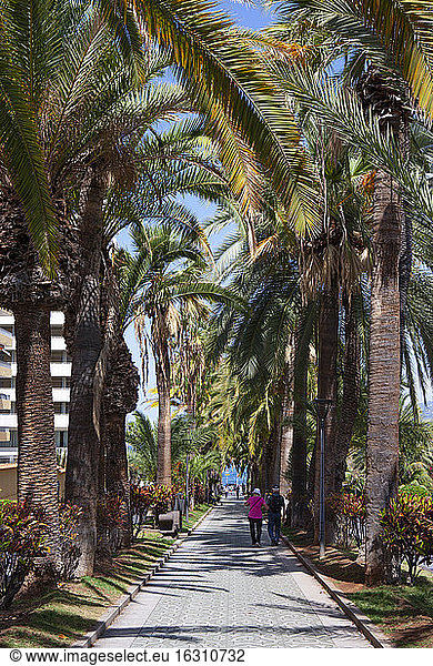 Spain  Canary Islands  Puerto de la Cruz  Treelined avenue in summer