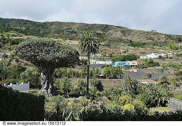 Spain  Canary Islands  Tenerife Island  Icod de los Vinos  Parque del Drago  El Drago (or Drago Milenario) is the oldest and largest dragon tree (Dracaena draco)