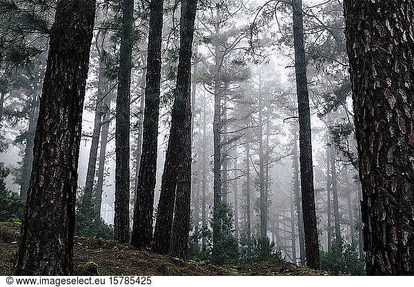 Spain  Canary Islands  Tenerife  Silent misty forest