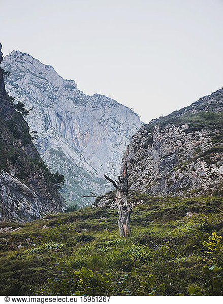 Spain  Cantabria  Tree stump in Picos de Europa range