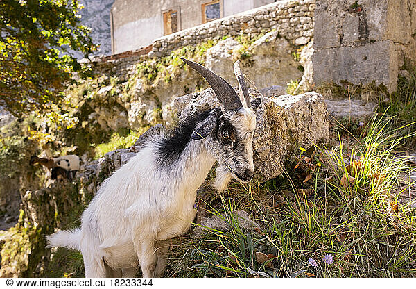 Spain  Castile and Leon  Posada de Valdeon  Portrait of mountain goat (Capra pyrenaica) standing outdoors