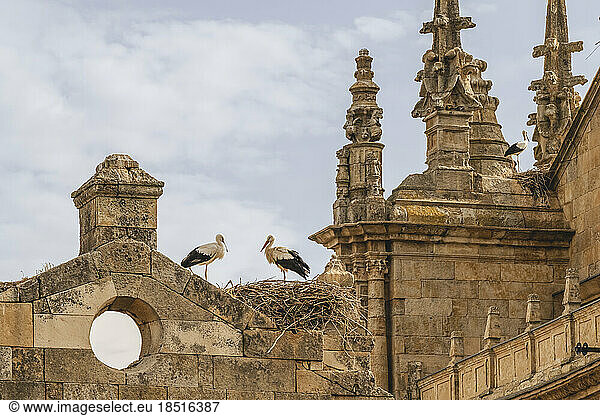 Spain  Castilla y Leon  Salamanca  White storks (Ciconia ciconia) nesting on top of old building