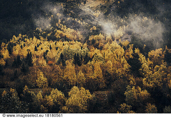Spain  Catalonia  Autumn forest in Aiguestortes i Estany de Sant Maurici National Park