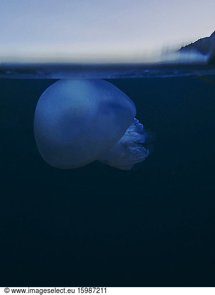 Spain  Catalonia  Cap de Creus  Jellyfish underwater