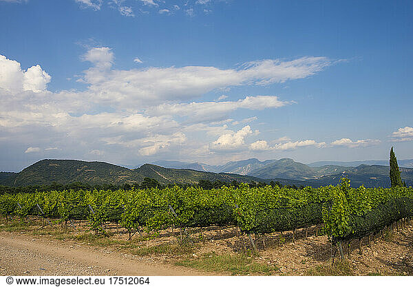 Spain  Catalonia  Clouds over countryside vineyard in summer