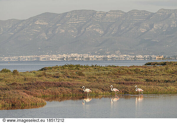 Spain  Catalonia  Three flamingos walking along grassy bank of Ebro river in Llacuna de la Tancada park