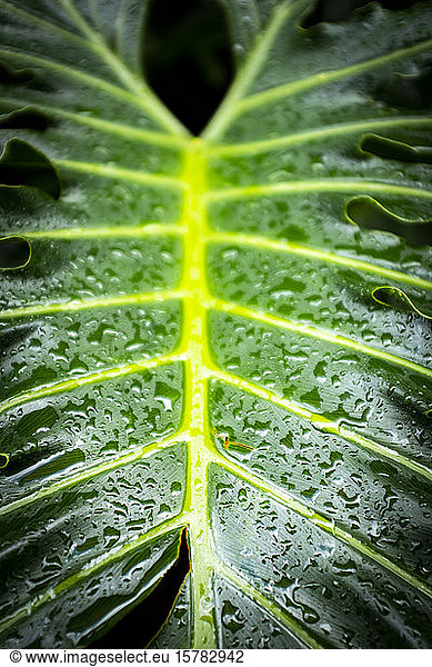 Spain  Close-up of green leaf covered in raindrops