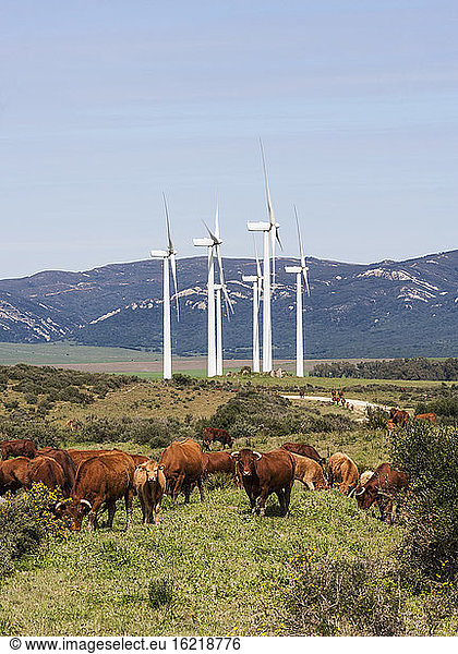 Spain  Cows grazing grass and windmill in background