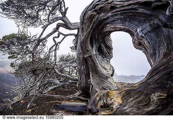 Spain  El Hierro  Close-up of twisted La Sabina Tree