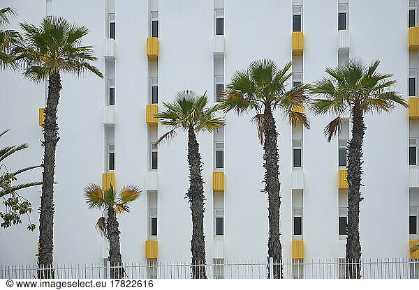 Spain  Gran Canaria  Maspalomas  Palm trees growing in front of white painted apartment building