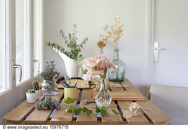 Spain  Indoor table decorated with various potted plants