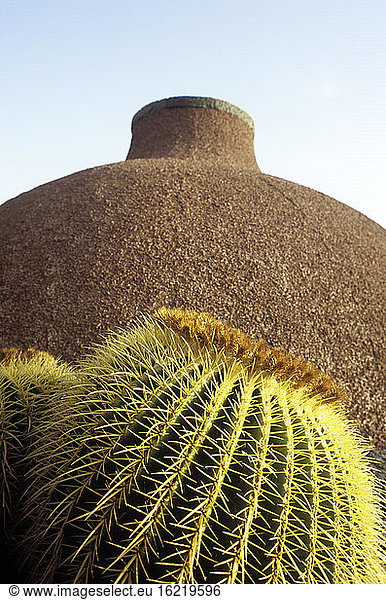 Spain  Lanzarote  Cactus plant  close up