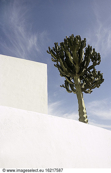 Spain  Lanzarote  White building and cactus