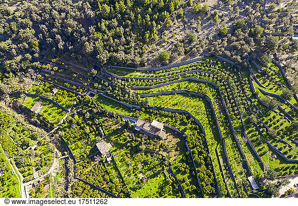 Spain  Mallorca  Fornalutx  Aerial view of terraced fields and orange and olive tree orchard