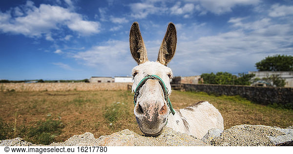 Spain  Menorca  Donkey near stonewall