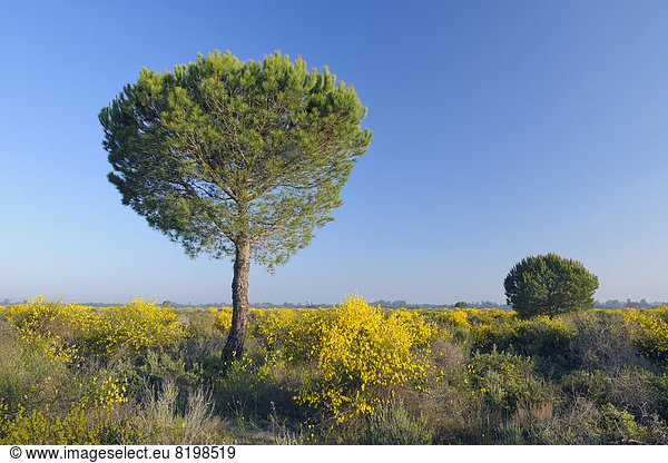Spain Pine tree in spring at Donana National Park