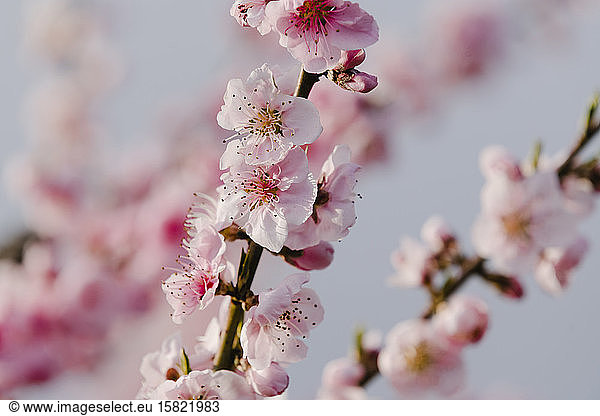 Spain  Pink blossoming branches of almond tree (Prunus dulcis)