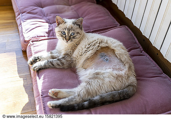 Spain  Portrait of domestic cat resting on cushion after sterilization