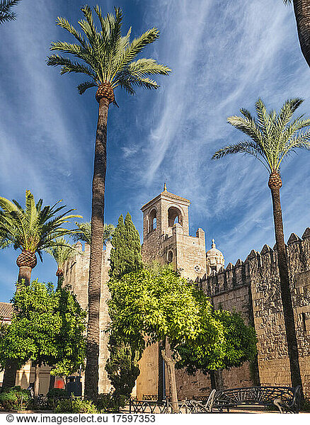 Spain  Province of Cordoba  Cordoba  Palm trees in front of fortified walls of Calle Cairuan