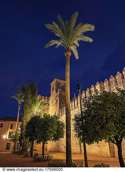 Spain  Province of Cordoba  Cordoba  Palm trees in front of fortified walls of Calle Cairuan at night