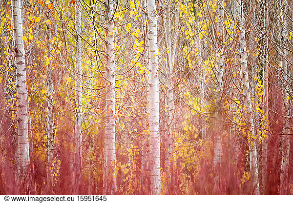 Spain  Province of Cuenca  Canamares  Birch trees and cultivated reeds in Serrania de Cuenca during autumn