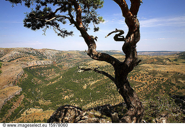 Spain  Province of Guadalajara  Tree growing on mountaintop in Alto Tajo Nature Reserve