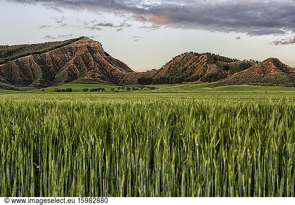 Spain  Province of Guadalajara  Vast green field with Eagle Peak in background