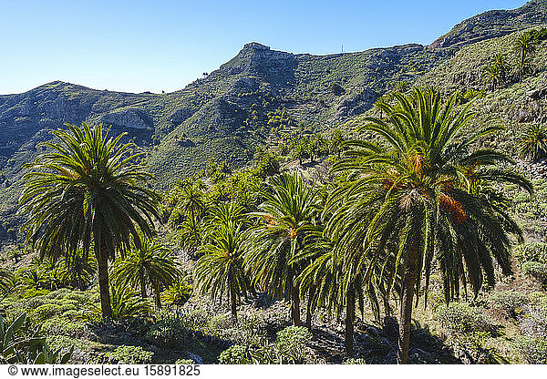 Spain  Province of Santa Cruz de Tenerife  Date palms (Phoenix canariensis) growing in green valley of La Gomera island
