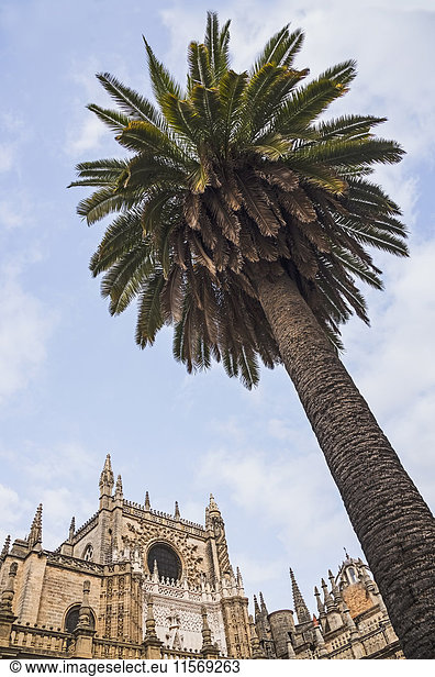 Spain  Seville  Low angle view of palm tree and facade of Cathedral of Seville