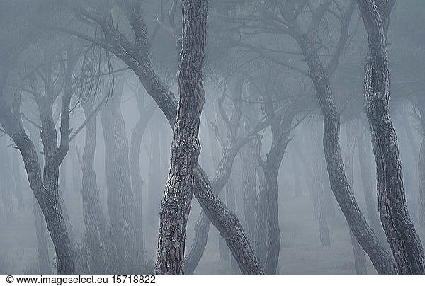 Spain  Valladolid  Bare trees in foggy pine forest