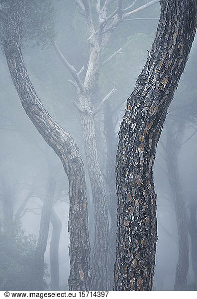 Spain  Valladolid  Tree trunks in foggy pine forest