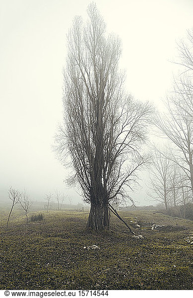 Spain  Valverde de Campos  Bare tree in field on foggy day