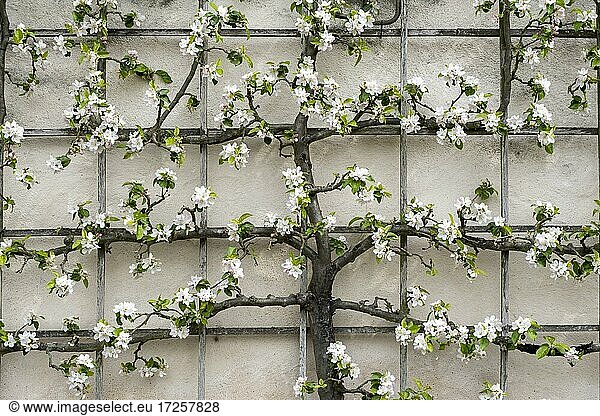 Spalierbaum an Hauswand  Apfelblüte  Hessen  Deutschland  Europa