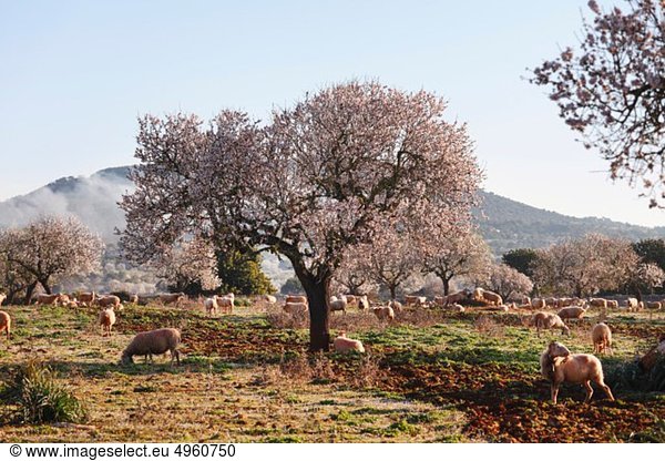 Spanien,  Balearen,  Mallorca,  Santanyi,  Blühende Mandelbäume (Prunus dulcis) mit Schafen