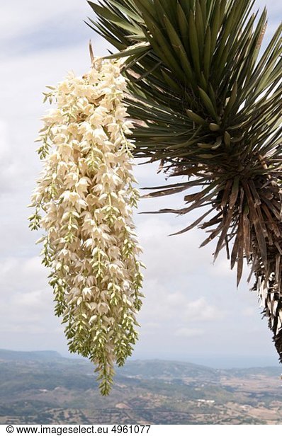 Spanien, Balearen, Menorca, Blick auf Palmblatt mit Blüte