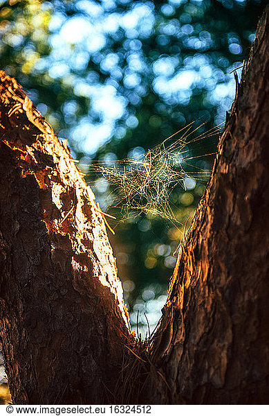 Spanien  Andalusien  Huelva  Spinnennetz zwischen zwei Baumstämmen im Naturpark