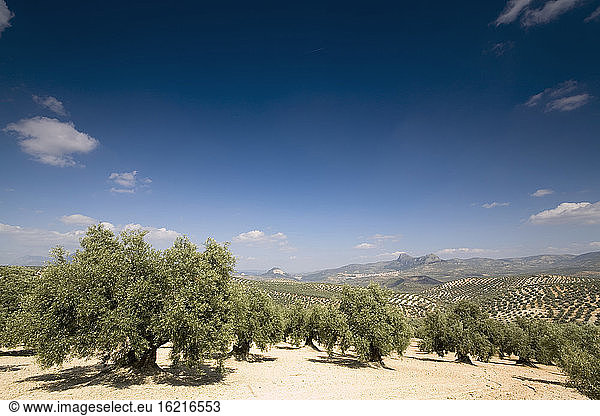 Spanien  Andalusien  Olivenbäume in der Sierra de Rute