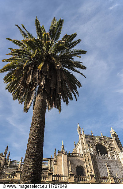 Spanien  Andalusien  Sevilla  Kathedrale von Sevilla mit Palme im Vordergrund