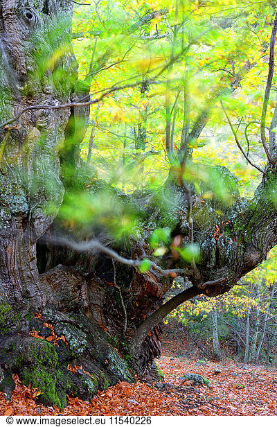 Spanien  Avila  Herbst im Wald El Tiemblo